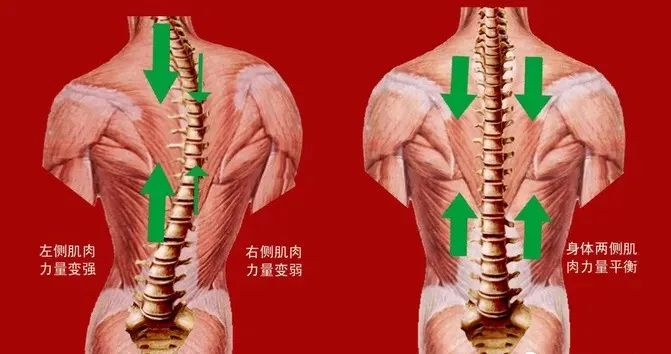 器械胸肌训练_胸肌训练器有用吗_综合训练器 胸肌