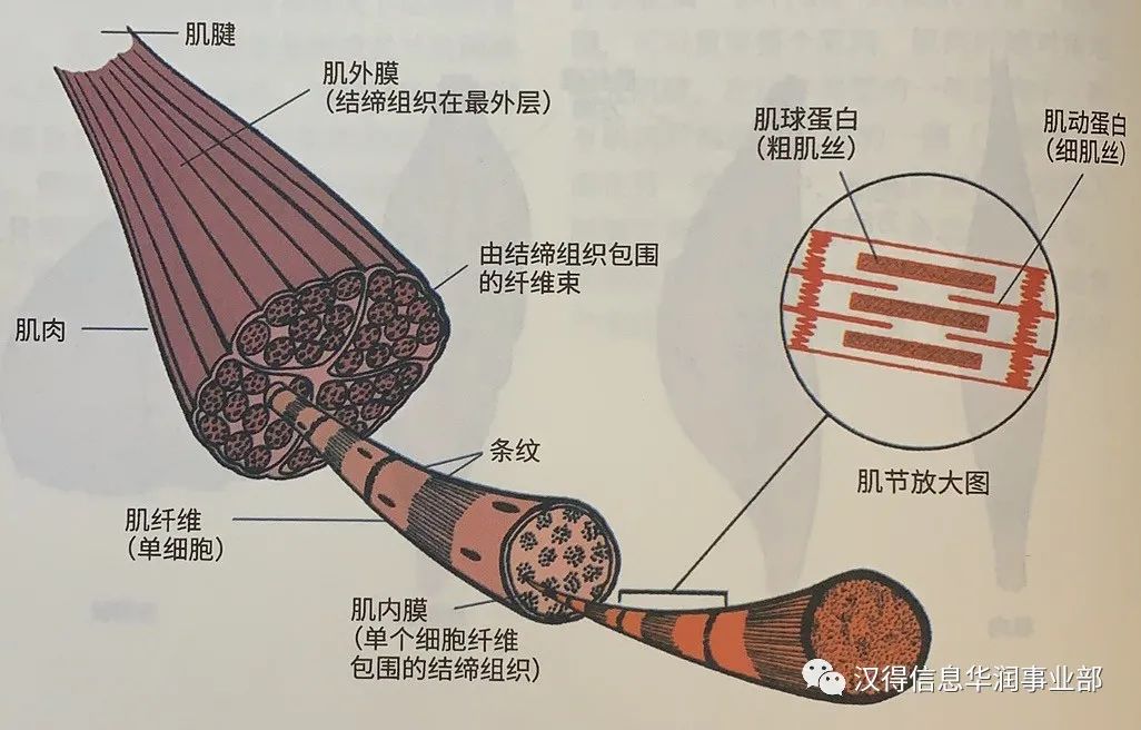 什么牌子的健身手套好_哪个品牌的健身手套好_手套牌子健身好吗