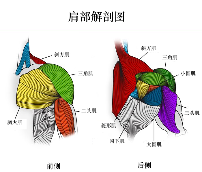 开yunapp体育官网入口下载手机版 训练日 | 女性炸肩---4阶训练增肌塑型之第三阶