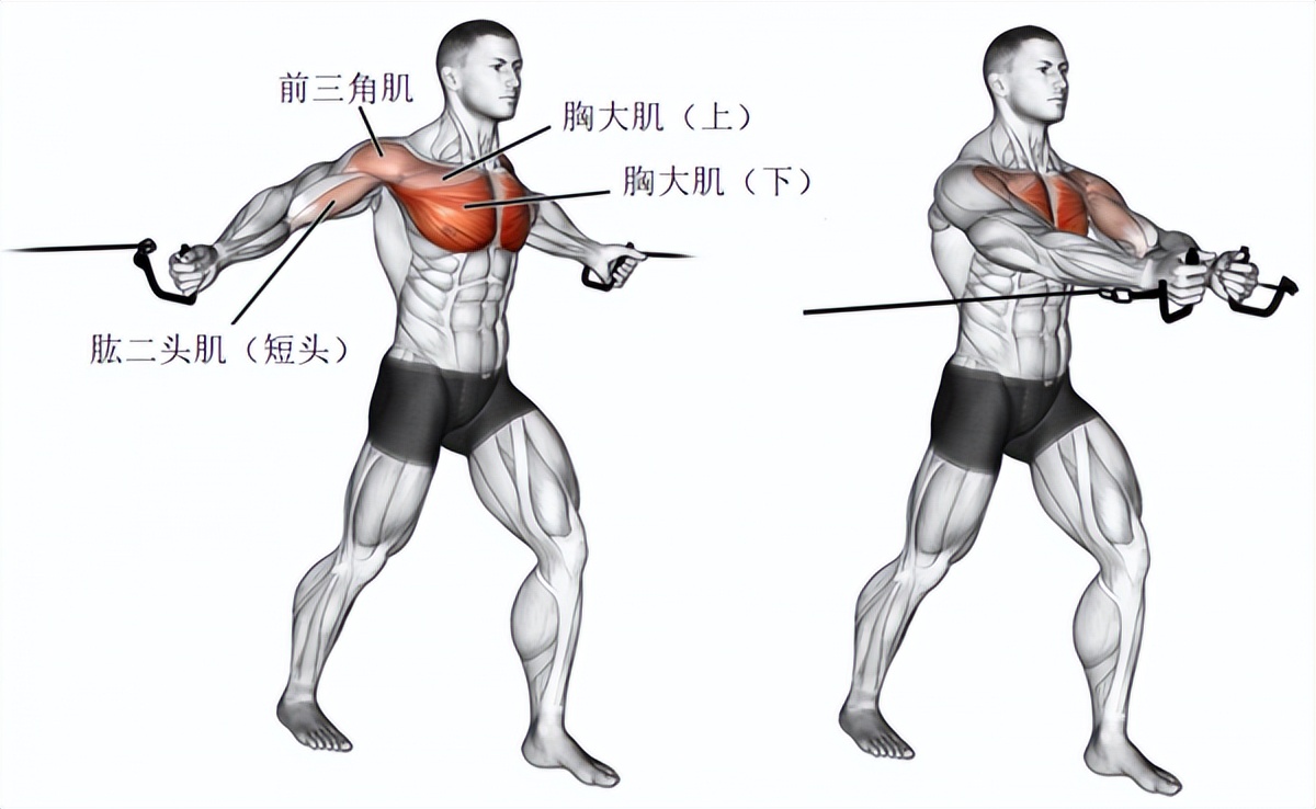 飞鸟训练器训练哪个部位_飞鸟训练器使用图解_大飞鸟综合训练器